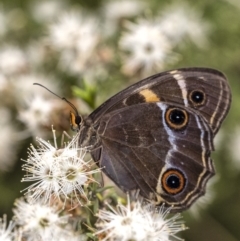 Tisiphone abeona (Varied Sword-grass Brown) at Wingecarribee Local Government Area - 9 Dec 2021 by Aussiegall