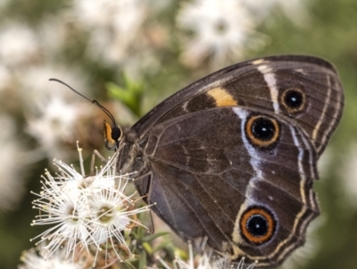 Tisiphone abeona (Varied Sword-grass Brown) at Penrose, NSW - 9 Dec 2021 by Aussiegall