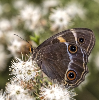 Tisiphone abeona (Varied Sword-grass Brown) at Penrose, NSW - 9 Dec 2021 by Aussiegall