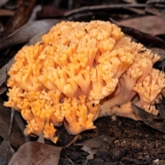 Ramaria sp. (A Coral fungus) at Penrose - 9 Dec 2021 by Aussiegall