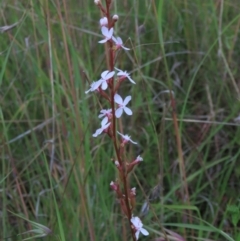 Stylidium graminifolium (Grass Triggerplant) at Monash, ACT - 8 Dec 2021 by AndyRoo