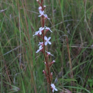 Stylidium graminifolium at Monash, ACT - 8 Dec 2021