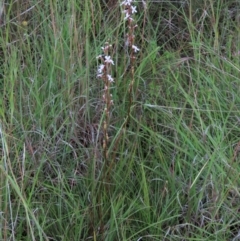 Stylidium graminifolium at Monash, ACT - 8 Dec 2021 07:02 PM