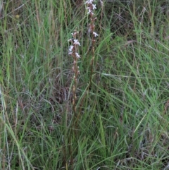 Stylidium graminifolium at Monash, ACT - 8 Dec 2021