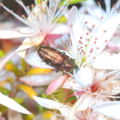 Diphucrania minutissima (A jewel beetle) at Tidbinbilla Nature Reserve - 7 Dec 2021 by Harrisi