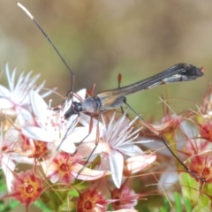 Enchoptera apicalis (Longhorn beetle) at Paddys River, ACT - 6 Dec 2021 by Harrisi