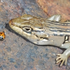 Liopholis whitii (White's Skink) at Gibraltar Pines - 7 Dec 2021 by Harrisi