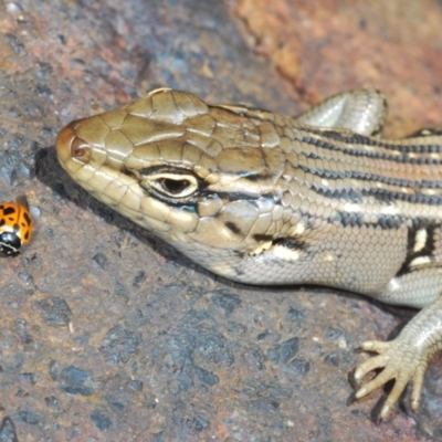 Liopholis whitii (White's Skink) at Gibraltar Pines - 7 Dec 2021 by Harrisi