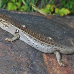 Liopholis whitii at Paddys River, ACT - 7 Dec 2021 11:31 AM