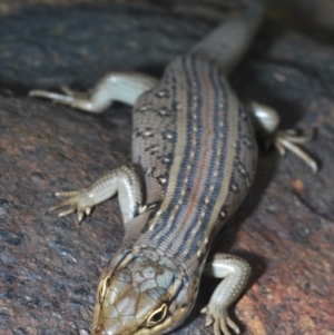 Liopholis whitii at Paddys River, ACT - 7 Dec 2021