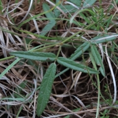 Grona varians (Slender Tick-Trefoil) at Isabella Pond - 8 Dec 2021 by AndyRoo