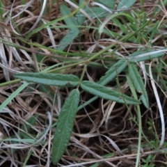 Desmodium varians (Slender Tick-Trefoil) at Monash Grassland - 8 Dec 2021 by AndyRoo