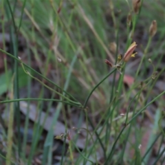 Tricoryne elatior (Yellow Rush Lily) at Monash, ACT - 8 Dec 2021 by AndyRoo