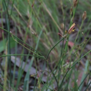 Tricoryne elatior at Monash, ACT - 8 Dec 2021