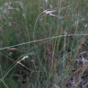 Austrostipa bigeniculata at Monash, ACT - 8 Dec 2021