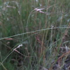 Austrostipa bigeniculata (Kneed Speargrass) at Monash, ACT - 8 Dec 2021 by AndyRoo