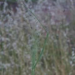 Eragrostis trachycarpa at Monash, ACT - 8 Dec 2021