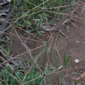 Chloris truncata at Monash, ACT - 8 Dec 2021