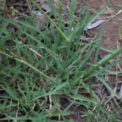 Chloris truncata at Monash, ACT - 8 Dec 2021