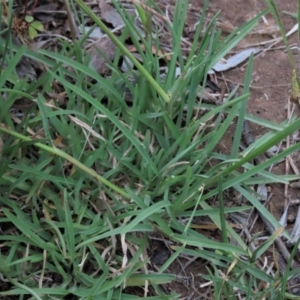 Chloris truncata at Monash, ACT - 8 Dec 2021