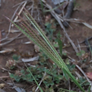 Chloris truncata at Monash, ACT - 8 Dec 2021