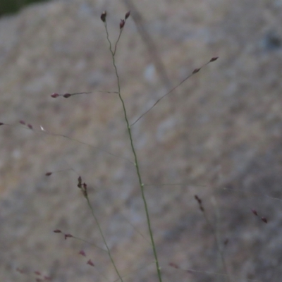 Panicum effusum (Hairy Panic Grass) at Isabella Pond - 8 Dec 2021 by AndyRoo
