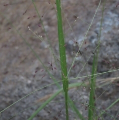 Panicum effusum at Monash, ACT - 8 Dec 2021