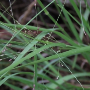 Panicum effusum at Monash, ACT - 8 Dec 2021