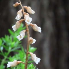 Gastrodia sesamoides (Cinnamon Bells) at Capital Hill, ACT - 9 Dec 2021 by SandraH