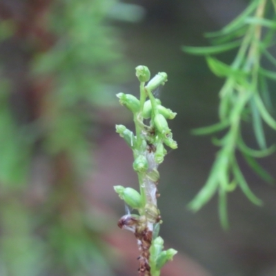 Microtis sp. (Onion Orchid) at Canberra, ACT - 9 Dec 2021 by SandraH