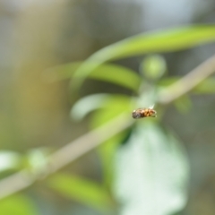 Eristalinus sp. (genus) (A Hover Fly) at Wamboin, NSW - 25 Dec 2020 by natureguy