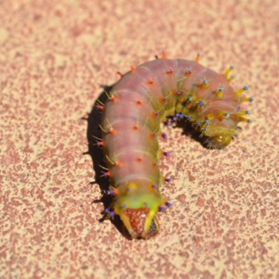 Opodiphthera eucalypti (Emperor Gum Moth) at Wamboin, NSW - 26 Dec 2020 by natureguy