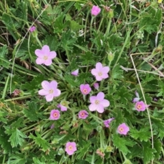 Geranium antrorsum (Rosetted Cranesbill) at Yaouk, NSW - 5 Dec 2021 by KMcCue