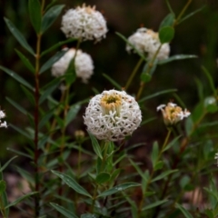 Pimelea treyvaudii (Grey Riceflower) at Banks, ACT - 8 Dec 2021 by MB