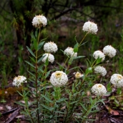 Pimelea treyvaudii at Banks, ACT - 8 Dec 2021