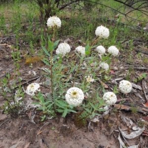 Pimelea treyvaudii at Banks, ACT - 8 Dec 2021