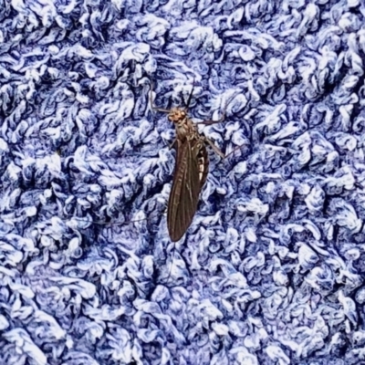Ephemeroptera (order) (Unidentified Mayfly) at Yaouk, NSW - 5 Dec 2021 by KMcCue