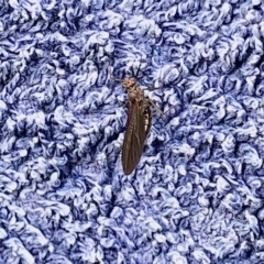 Ephemeroptera (order) (Unidentified Mayfly) at Yaouk, NSW - 5 Dec 2021 by KMcCue