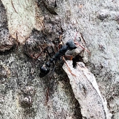 Myrmecia sp. (genus) (Bull ant or Jack Jumper) at Yaouk, NSW - 5 Dec 2021 by KMcCue