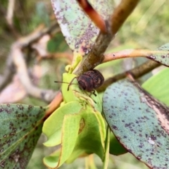 Cadmus (Cadmus) crucicollis (Leaf beetle) at Yaouk, NSW - 5 Dec 2021 by KMcCue