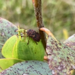 Cadmus (Cadmus) crucicollis at Yaouk, NSW - 5 Dec 2021