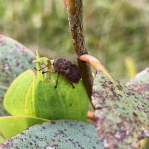 Cadmus (Cadmus) crucicollis at Yaouk, NSW - 5 Dec 2021