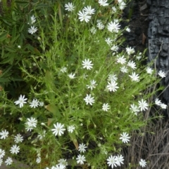 Stellaria pungens (Prickly Starwort) at Rendezvous Creek, ACT - 5 Dec 2021 by WendyW