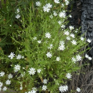 Stellaria pungens at Rendezvous Creek, ACT - 5 Dec 2021