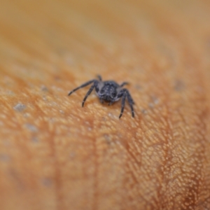 Cymbacha sp (genus) at Wamboin, NSW - 2 Jan 2021