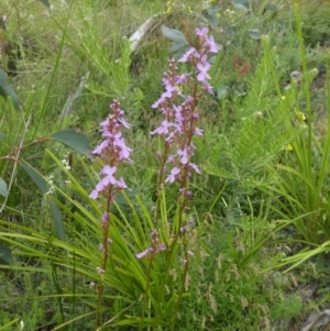 Stylidium sp. at Rendezvous Creek, ACT - 5 Dec 2021