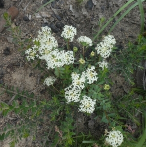 Pimelea linifolia at Rendezvous Creek, ACT - 5 Dec 2021