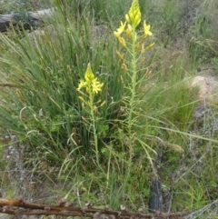 Bulbine glauca (Rock Lily) at Rendezvous Creek, ACT - 4 Dec 2021 by WendyW