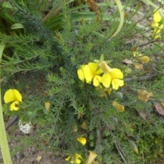 Gompholobium huegelii (pale wedge–pea) at Rendezvous Creek, ACT - 5 Dec 2021 by WendyW