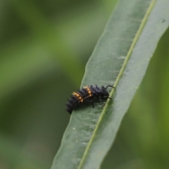 Harmonia conformis (Common Spotted Ladybird) at Cook, ACT - 9 Dec 2021 by Tammy